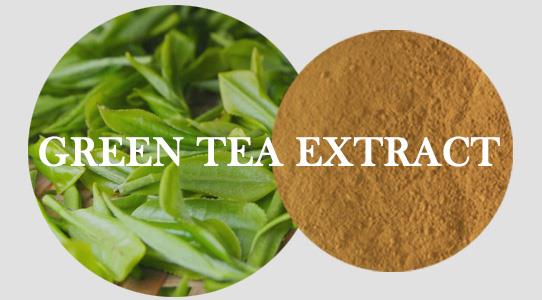 экстракт зеленого чая green tea extract
